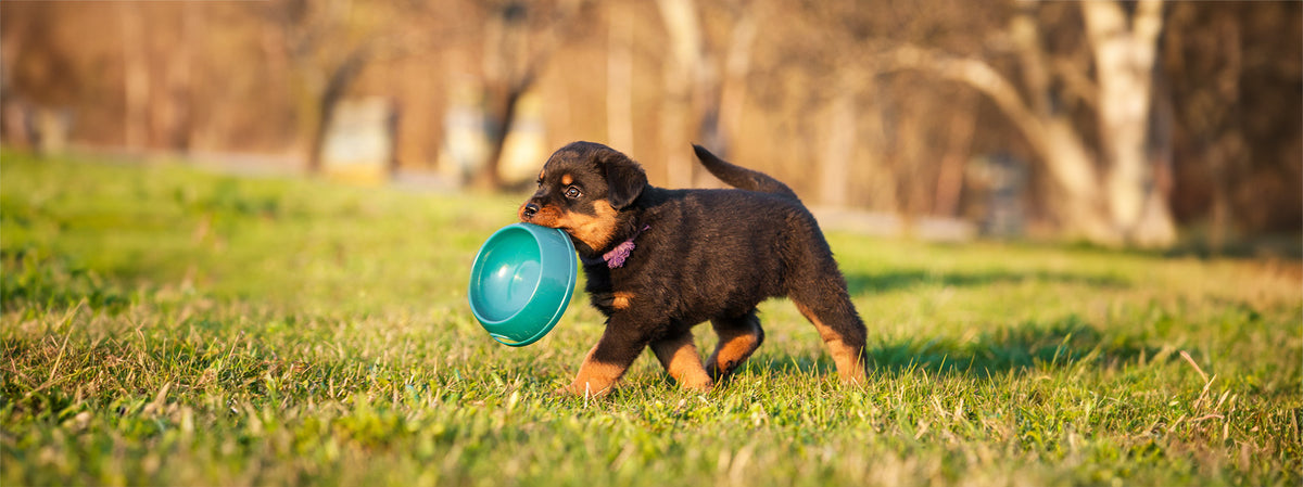 Bowled Over: The Pawsome Truth about Dog Bowl Materials!
