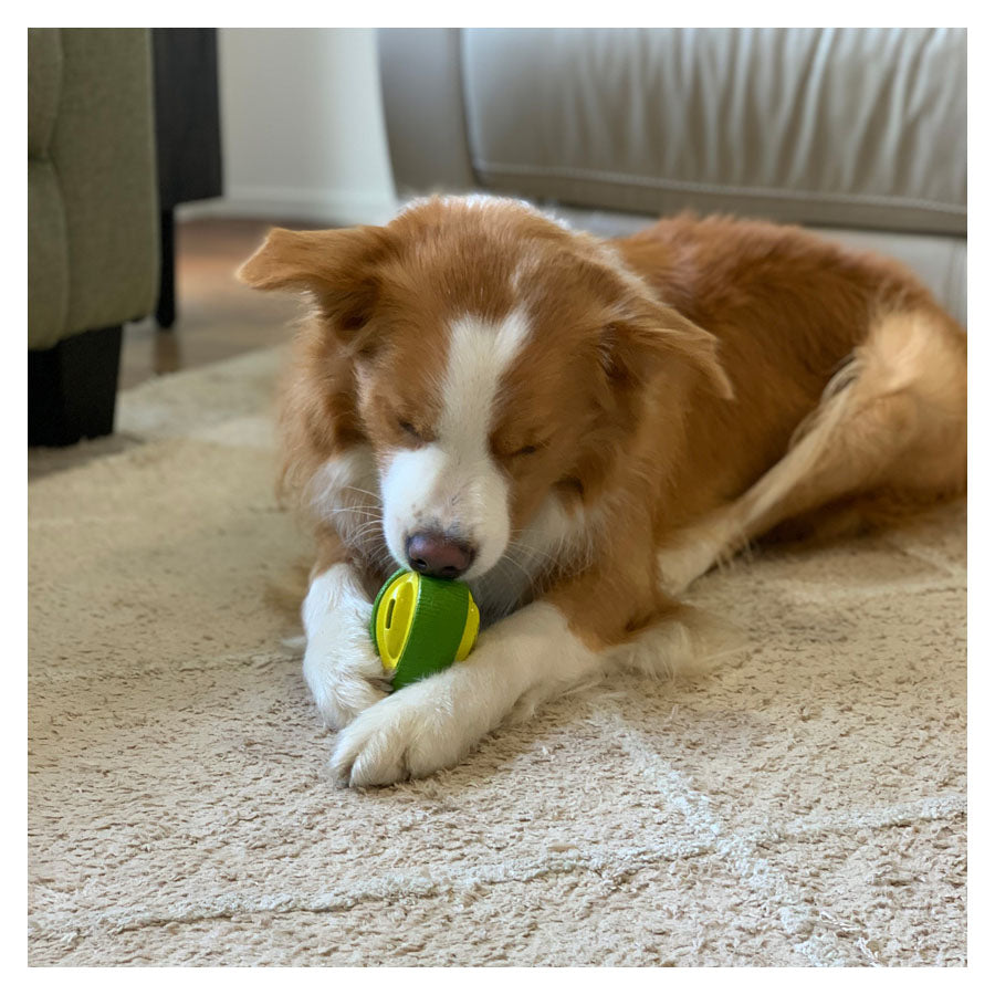 Durable Treat Dispensing Avocado Dog Toy