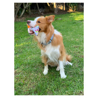 PetBrands Birthday Bone Soft Plush Squeaker Dog Toy 2