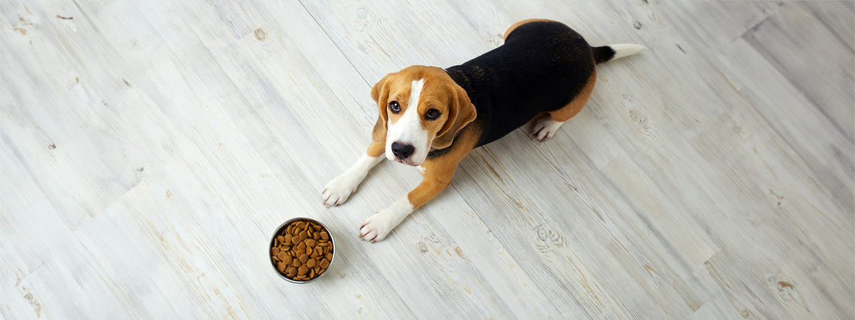 Top-dog Toppers: Transforming Kibble into a Canine Feast