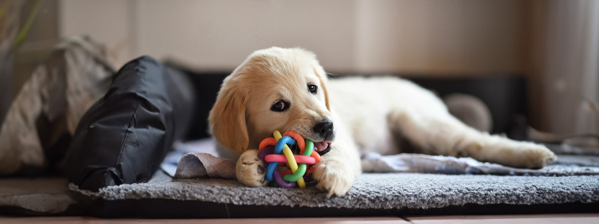 Paws-itively Playful: Unleashing the Joy of Chew Toys