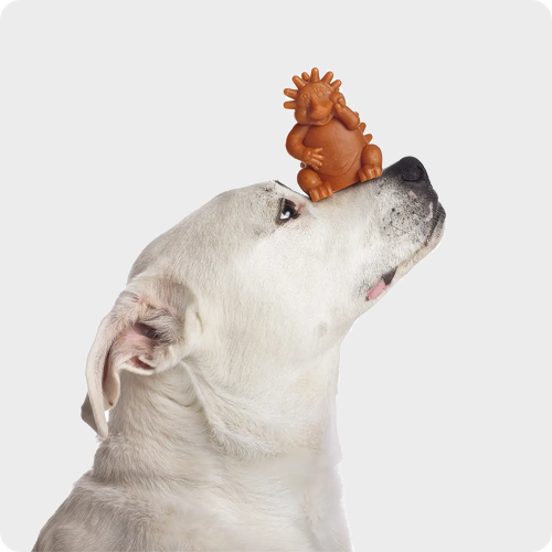 Dental Chews for Dogs