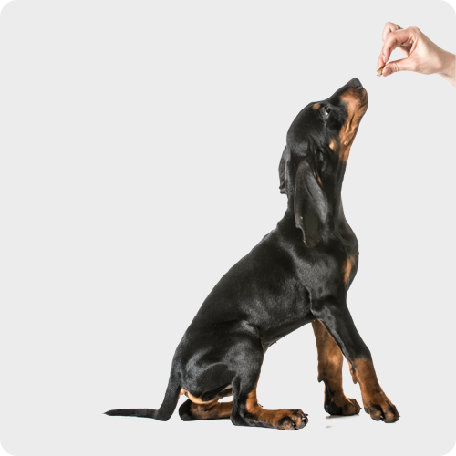 Dog Treats for Training