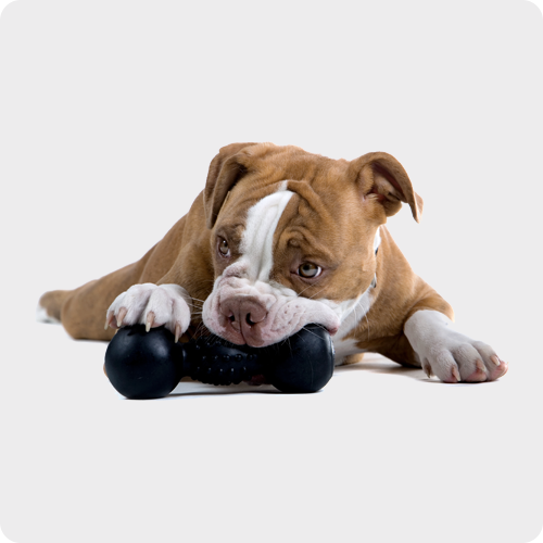 Indestructible / Durable Dog Toys