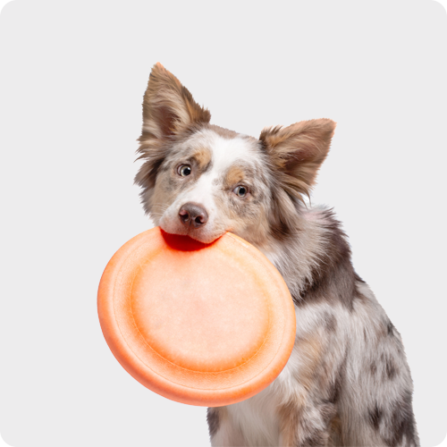 Throw & Chase Dog Toys
