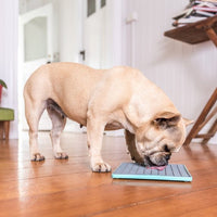 A dog licking a turquoise square hard case rubber mat.