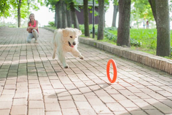 PitchDog - Fetch Ring