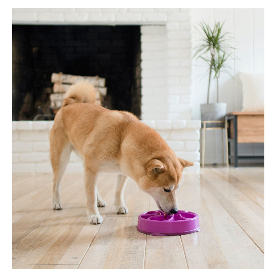 Outward hound fun top feeder dog bowl